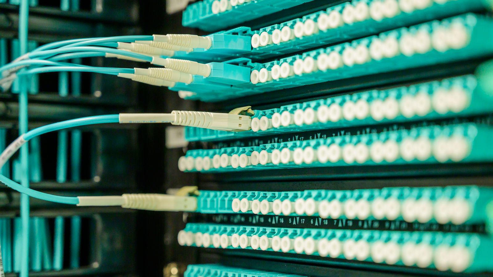 Networking cables plugged into a patch panel, showcasing data center connectivity.