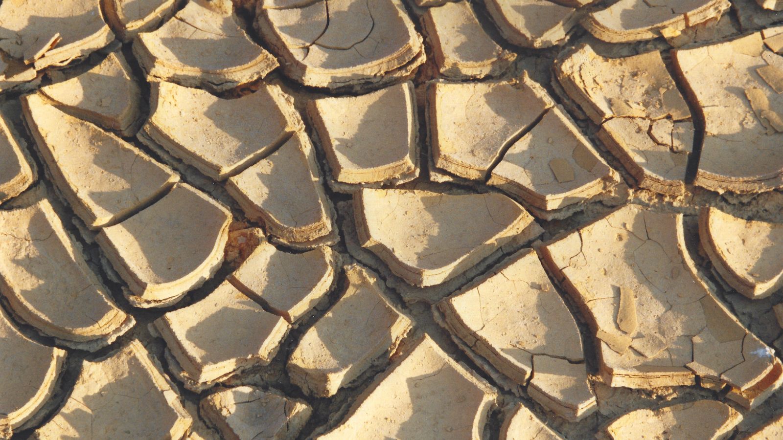 Close-up of cracked, dried earth showcasing unique texture and patterns under sunlight.